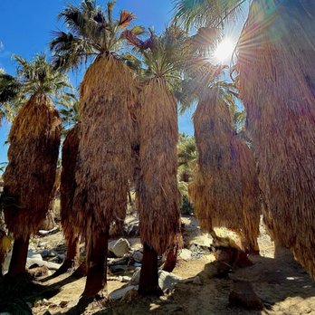 Indian Canyons - Parks Near Me - Palm Springs, California