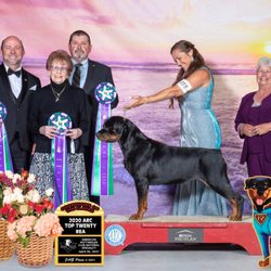 Von Hawes Rottweilers
