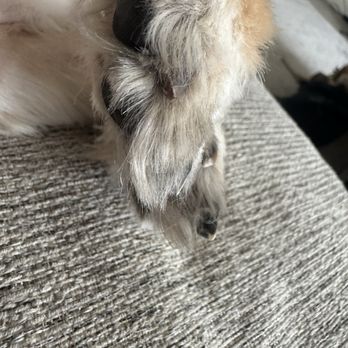 Groovy Grooms - Was he even groomed?! - Pet Breeders Near Me - Clovis, California Groovy Grooms - Was he even groomed?! - Pet Breeders Near Me - Clovis, California