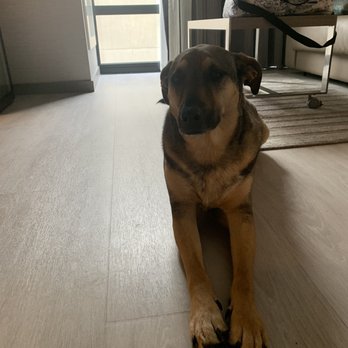 AC Hotel - We love this dog friendly hotel! - Hotels Near Me - Asheville, North Carolina