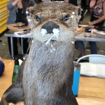 Prey Taxidermy - The pins are to keep the skin in place while the paste and clay dry beneath it. - Taxidermy Near Me - Los Angeles, California Prey Taxidermy - The pins are to keep the skin in place while the paste and clay dry beneath it. - Taxidermy Near Me - Los Angeles, California