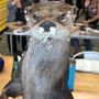 Prey Taxidermy