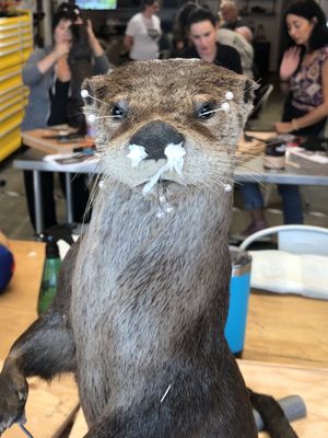 Prey Taxidermy by null