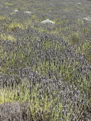 Monte-Bellaria di California by null