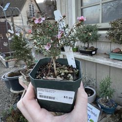 Alden Lane Nursery