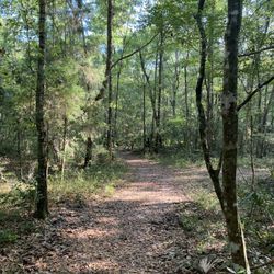 Fickett Hammock Preserve - Path
