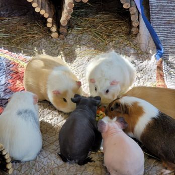 Beacon Hill Children's Farm - guinea pigs! - Zoos Near Me - Victoria, British Columbia Beacon Hill Children's Farm - guinea pigs! - Zoos Near Me - Victoria, British Columbia