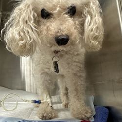 Valor Veterinary Emergency Hospital