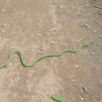 Billy Goat Trail - Section  A - snake on the Billy Goat Trail - Parks Near Me - Potomac, Maryland