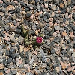 The Cactus Man - I think this is my Fred's Red Opuntia. It is not the White Nugget Iceplant indicated on the wayward white tag :).