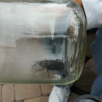 Artistic Arbor Gardens - Adult SAPW. Yes, the palm was infected - Tree Services Near Me - San Diego, California