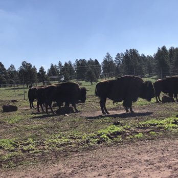 Bearizona - More bison - Zoos Near Me - Williams, Arizona Bearizona - More bison - Zoos Near Me - Williams, Arizona
