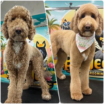 Boujee Mobile Pet Grooming - Beautiful Goldendoodle before & after by Boujee Mobile Pet Grooming - Fort Myers, Cape Coral & Lehigh Acres. Happy client, luxury results. - Pet Groomers Near Me Boujee Mobile Pet Grooming - Beautiful Goldendoodle before & after by Boujee Mobile Pet Grooming - Fort Myers, Cape Coral & Lehigh Acres. Happy client, luxury results. - Pet Groomers Near Me
