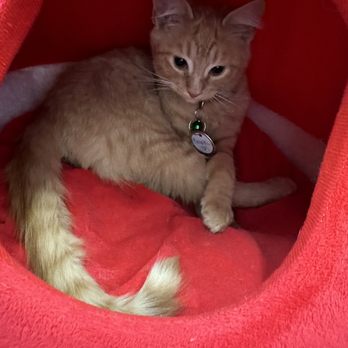 Purr-fecto Cat Lounge - 80% of all orange cats are males. Did you know that? - Animal Shelters Near Me - Austin, Texas Purr-fecto Cat Lounge - 80% of all orange cats are males. Did you know that? - Animal Shelters Near Me - Austin, Texas