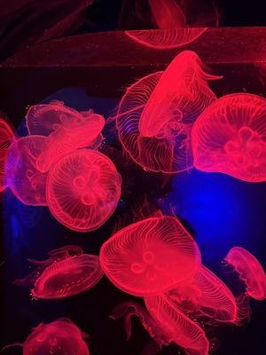 SEA LIFE Kelly Tarlton's Aquarium by null