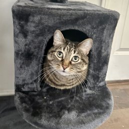 Clean cat in her tree Clean cat in her tree