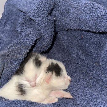 Orphan Kitten Rescue - Pet Adoption Near Me - Manteca, California Orphan Kitten Rescue - Pet Adoption Near Me - Manteca, California