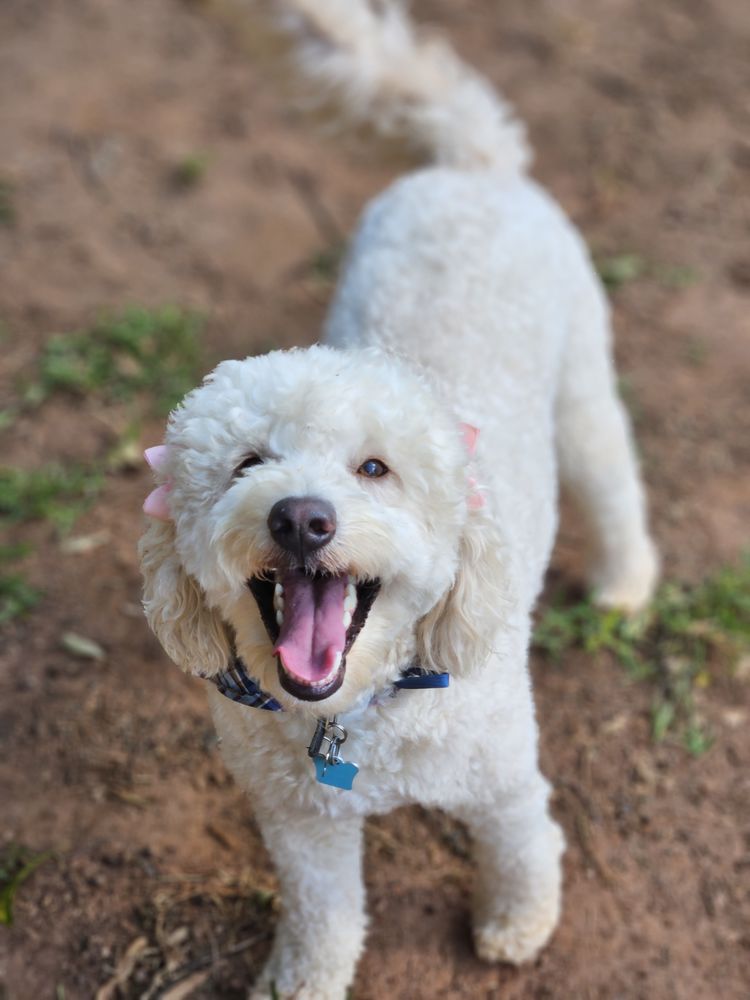 PAWSITIVE DOG BOARDING Updated August 2024 50 Photos Decatur, Pet Boarding