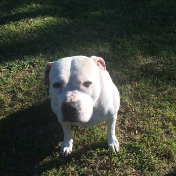 Ready-Vet-Go - Daisy - Veterinarians Near Me - Irving, Texas