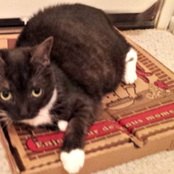 That Pizza Place - Perfect temporary rest stop for a medium sized cat. - Italian Near Me - Los Angeles, California That Pizza Place - Perfect temporary rest stop for a medium sized cat. - Italian Near Me - Los Angeles, California