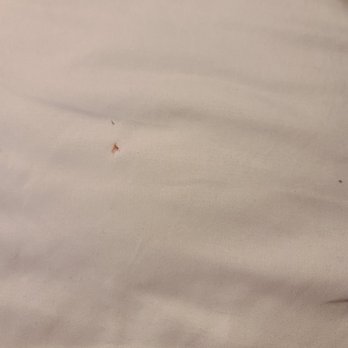 Econo Lodge Riverside - Blood on sheet from being bit - Hotels Near Me - Pigeon Forge, Tennessee Econo Lodge Riverside - Blood on sheet from being bit - Hotels Near Me - Pigeon Forge, Tennessee