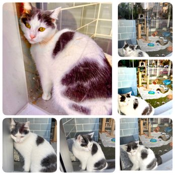 Anti-Cruelty - Helena October 8, 2021-Looking for a home...adorable - Animal Shelters Near Me - Chicago, Illinois