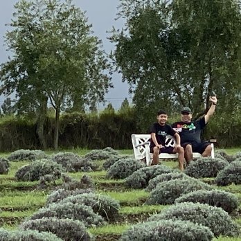 Ali'i Kula Lavender - Tours Near Me - Kula, Hawaii Ali'i Kula Lavender - Tours Near Me - Kula, Hawaii