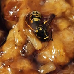 A-1 Chinese Food - Dead Wasp/Bee in my takeout food. Was there when I opened box to dine