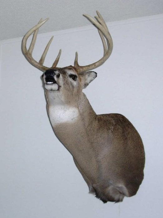 HEADS & TAILS TAXIDERMY Request Information Bethany, Missouri