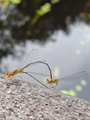 Kirby Storter Roadside Park by null