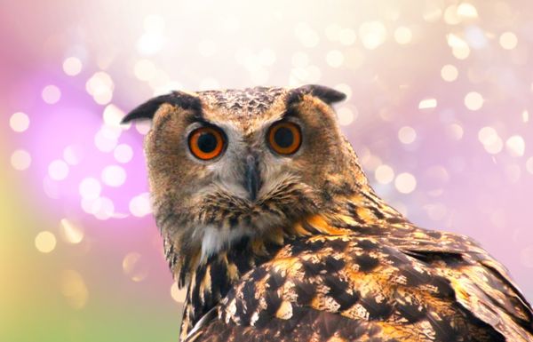 Central Park Zoo by null