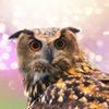 Central Park Zoo gift card