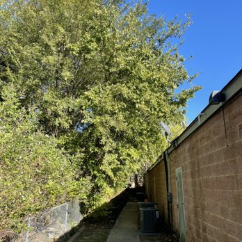 Godoy’s Wolves Tree Service & Landscape - a tree in the background - Tree Services Near Me