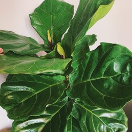 Fiddle Leaf Fig Fiddle Leaf Fig