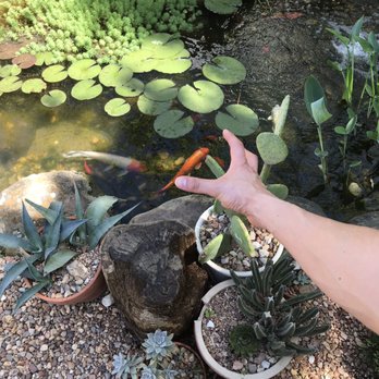 Cosmic - Koi pond! - Coffee & Tea Near Me - Austin, Texas
