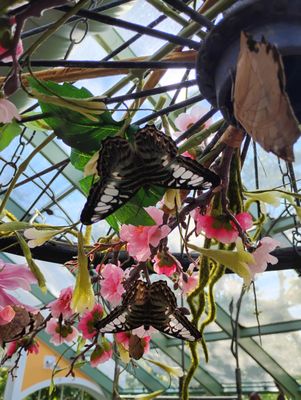 Wings of Mackinac by null