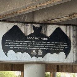 Campbell Avenue Bat Colony