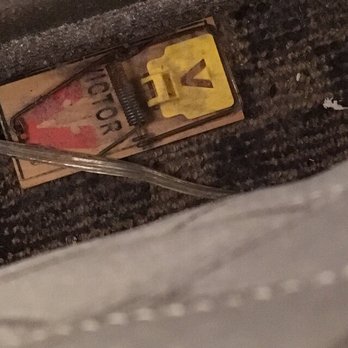 Hampton Inn Baltimore-Downtown-Convention Center - Mouse trap with poop in first room - Hotels Near Me - Baltimore, Maryland Hampton Inn Baltimore-Downtown-Convention Center - Mouse trap with poop in first room - Hotels Near Me - Baltimore, Maryland