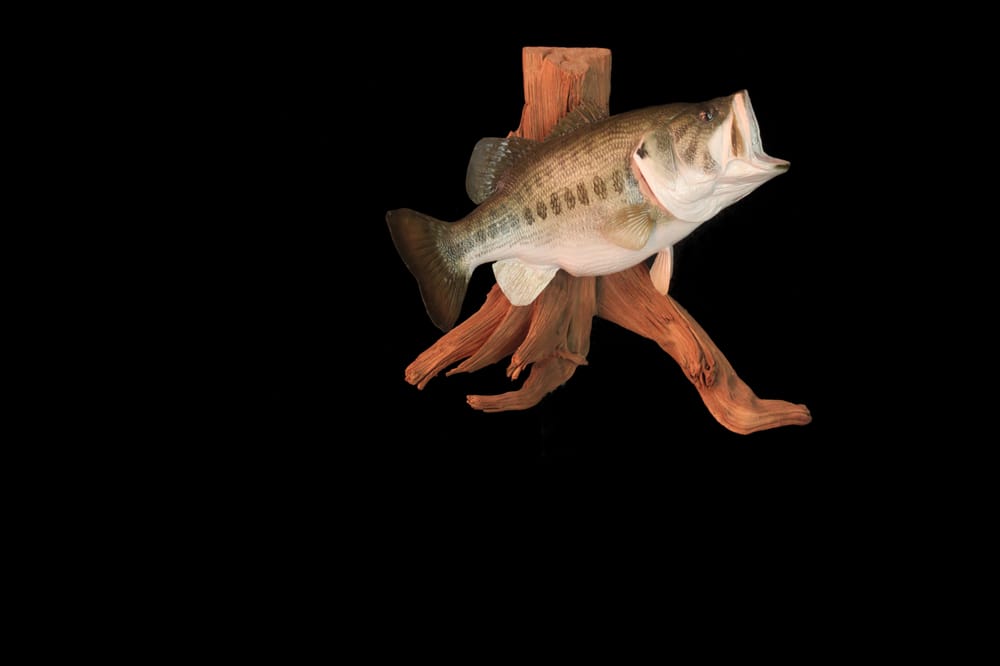 Pearson's Taxidermy - taxidermy in Savannah, MO