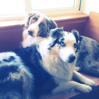 Dapper Doodle Mobile Dog Grooming - My babies - Pet Groomers Near Me - Escondido, California