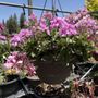 Photo of Emingers Mountain Nursery