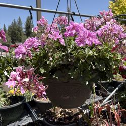 Emingers Mountain Nursery - Pink geranium baskets.