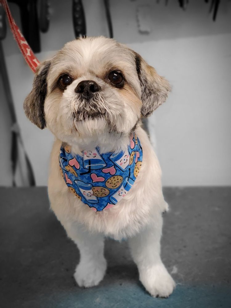 SHAGNWAG GROOMING Updated September 2024 10 Photos 9 Genesee St