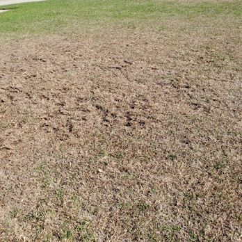 SpringGreen - a patch of dead grass in a residential area - Tree Services Near Me - Fayetteville, North Carolina SpringGreen - a patch of dead grass in a residential area - Tree Services Near Me - Fayetteville, North Carolina