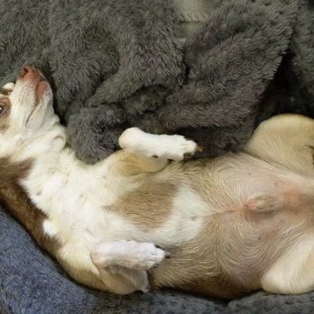 Heaven From Home - Veterinarians Near Me