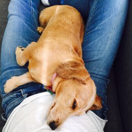 Very tired after being pampered all day! Very tired after being pampered all day!