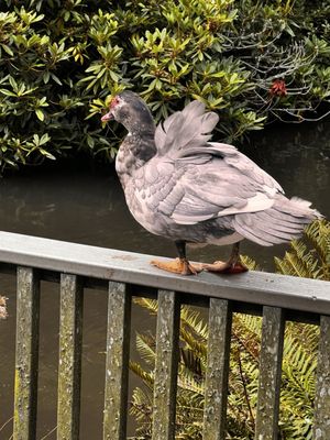 Inn At Otter Crest by null