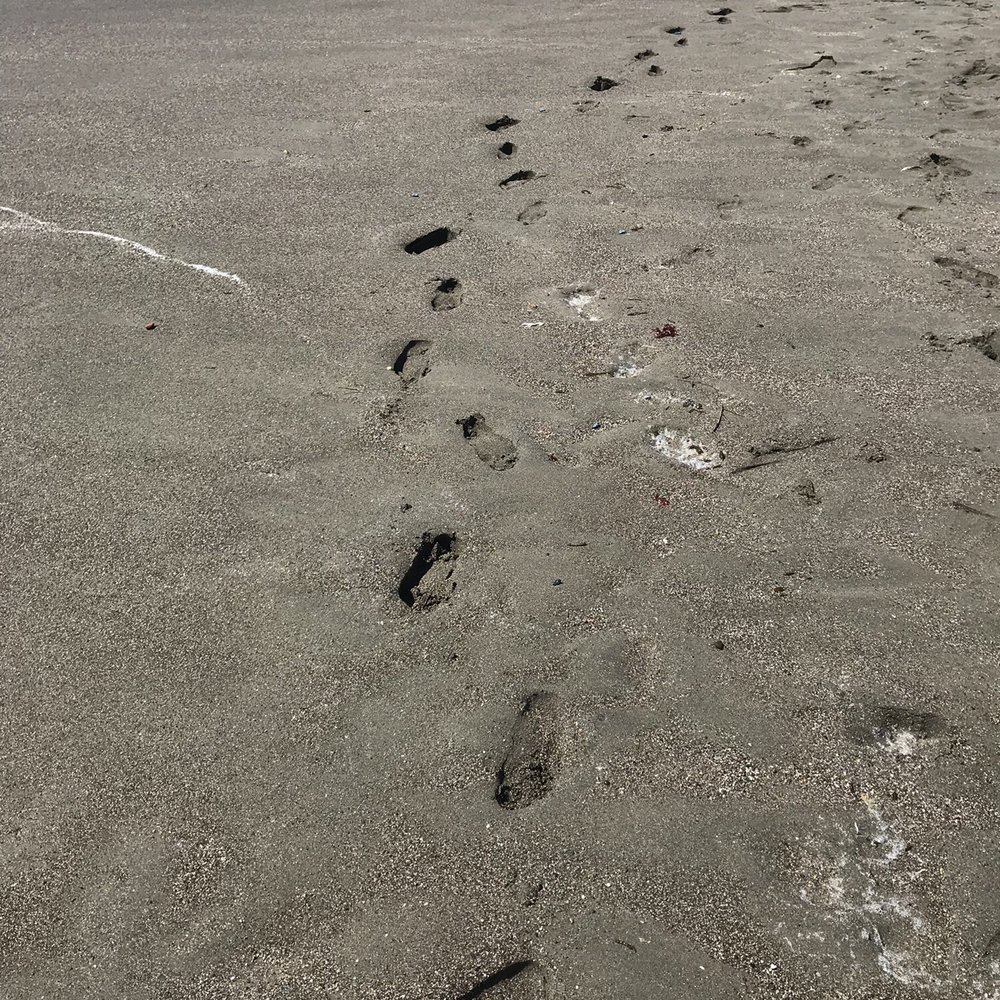 Portuguese Beach - Footsteps in the sand - Beaches Near Me - Bodega Bay, California Portuguese Beach - Footsteps in the sand - Beaches Near Me - Bodega Bay, California