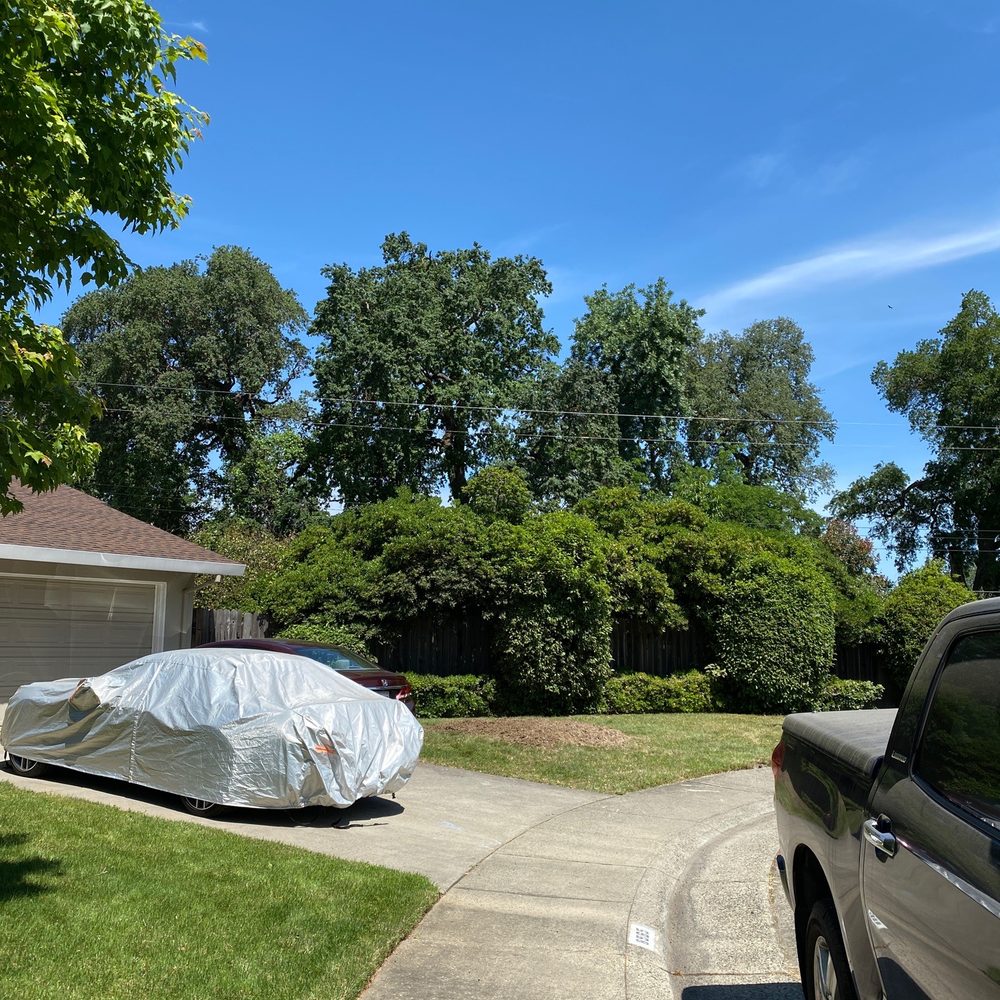 Within an hour the tree was gone and everything cleaned Within an hour the tree was gone and everything cleaned