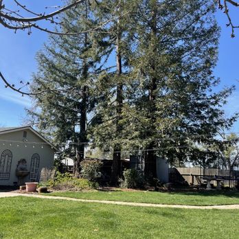 Fair Oaks Arborist - Three redwoods in our backyard. Scott came out right away and did a thorough tree assessment. - Tree Services Near Me Fair Oaks Arborist - Three redwoods in our backyard. Scott came out right away and did a thorough tree assessment. - Tree Services Near Me